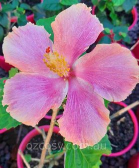 Hibiscus Chorus Girl with vibrant pink peach blooms – perfect for brightening your garden!